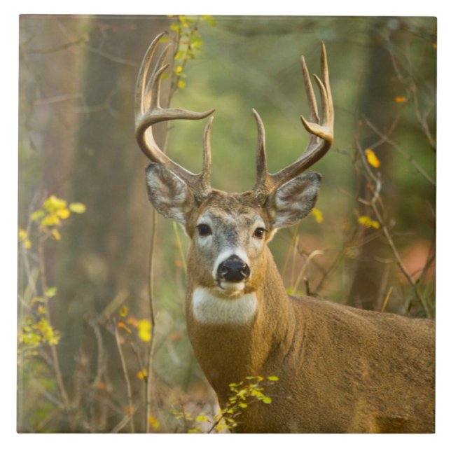 Azulejo Whitetail Deer Buck | Whitefish, Montana (Frente)