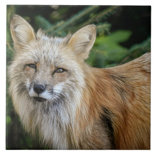 Azulejo Wild Fox