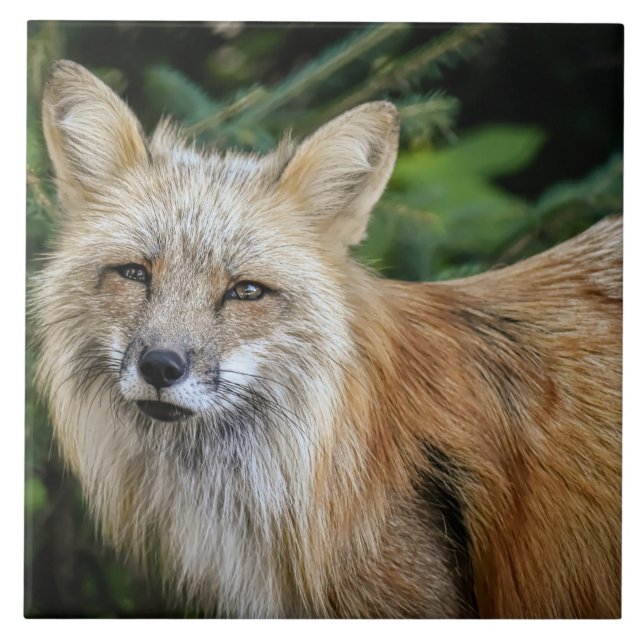 Azulejo Wild Fox (Frente)