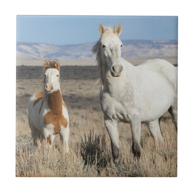 Azulejo Wild Horses at Home in the Sandwash Basin (Frente)
