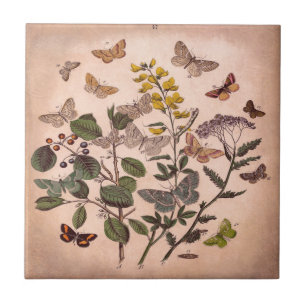 Azulejo Wildflowers florales botánicos del ilustracion de