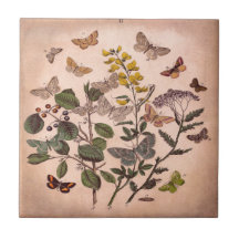 Wildflowers florales botánicos del ilustracion del