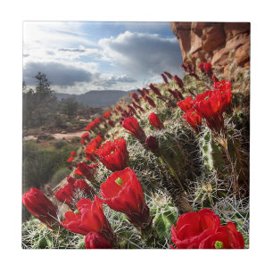 Azulejo Wildflowers - Gran Cañón - Arizona