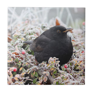 Azulejo Winter Blackbird