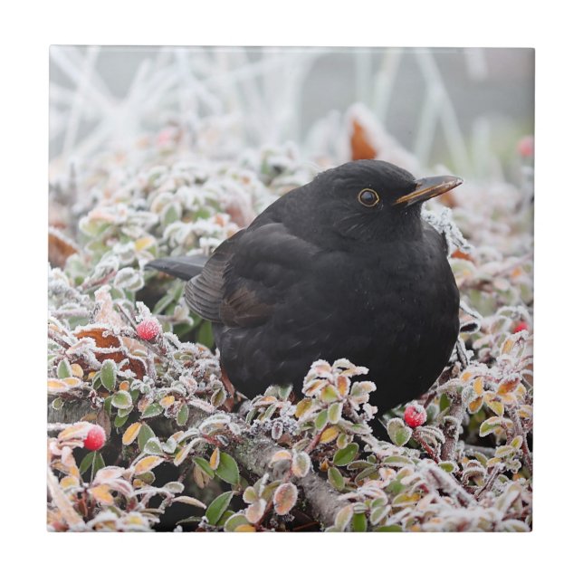 Azulejo Winter Blackbird (Frente)
