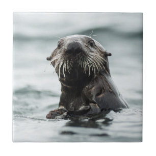 Azulejo Wise Otter