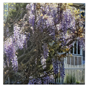 Azulejo Wisteria en flor