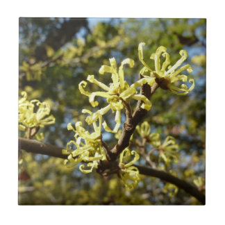 Azulejo Witch Hazel Flowers