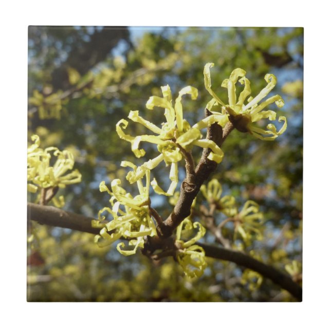 Azulejo Witch Hazel Flowers (Frente)