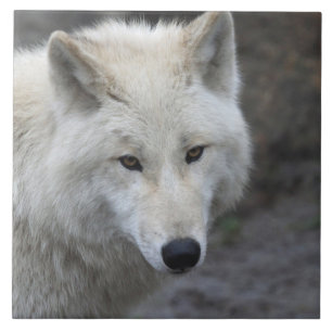 Azulejo Wolf 001