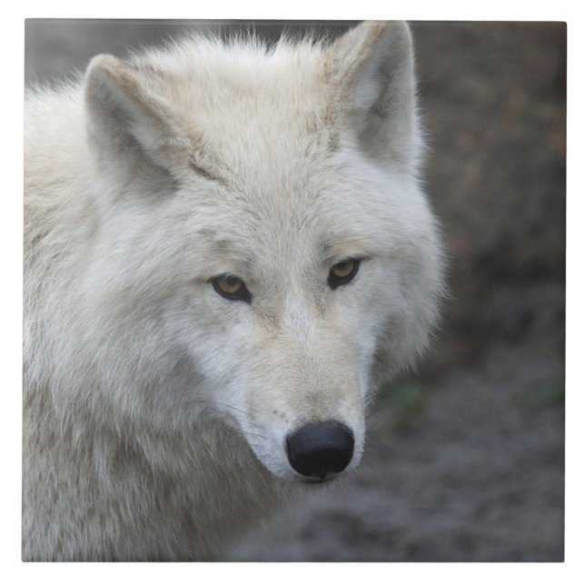 Azulejo Wolf 001 (Frente)