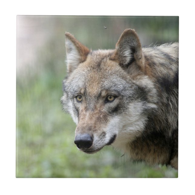 Azulejo Wolf 001 (Frente)