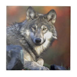 Azulejo Wolf Lovers Art