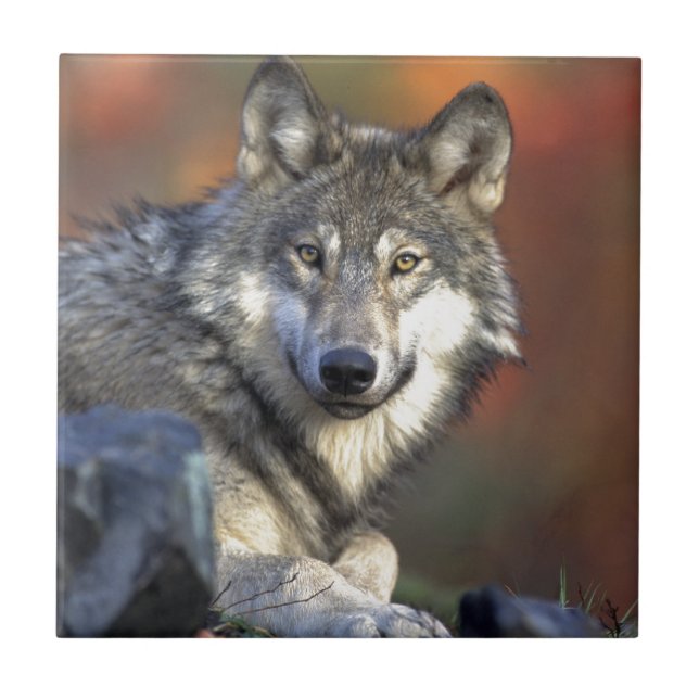 Azulejo Wolf Lovers Art (Frente)