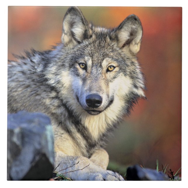 Azulejo Wolf Portrait (Frente)