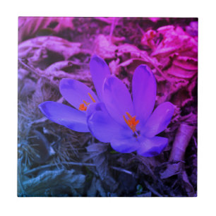 Azulejo Woodland Crocus