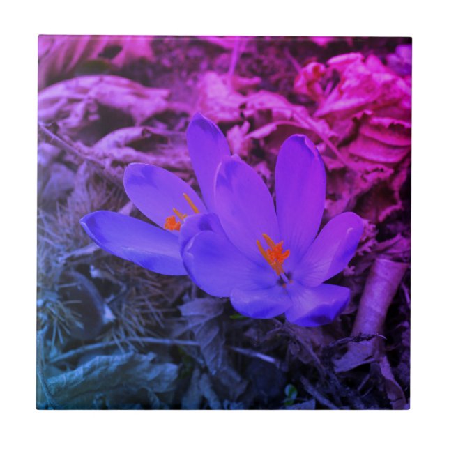Azulejo Woodland Crocus (Frente)