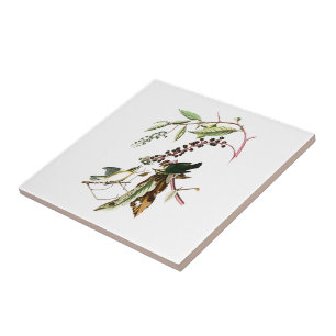 Azulejo Worm comiendo los pájaros de Juan Audubon de la