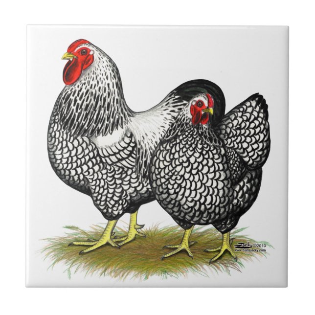 Azulejo Wyandotte:  Pares de plata (Frente)