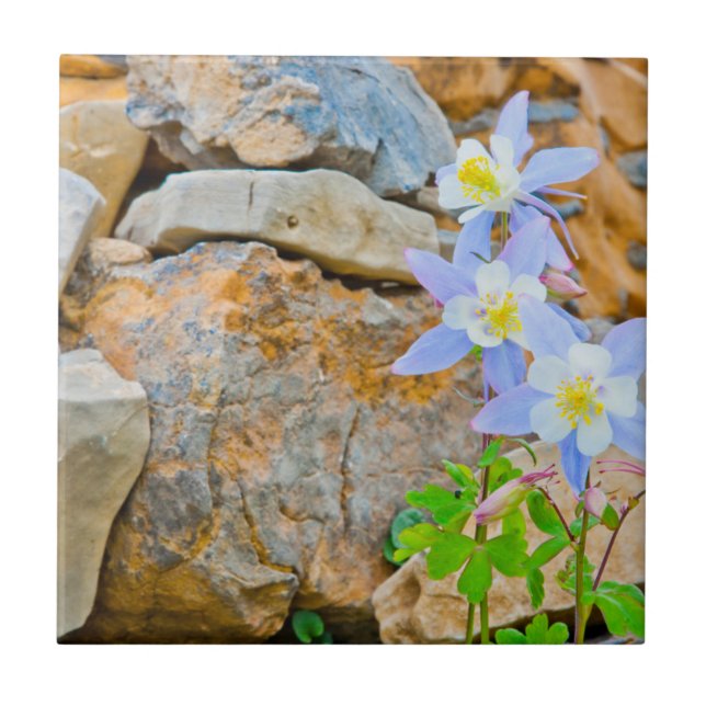 Azulejo Wyoming, Parque Nacional Grand Teton 1 (Frente)