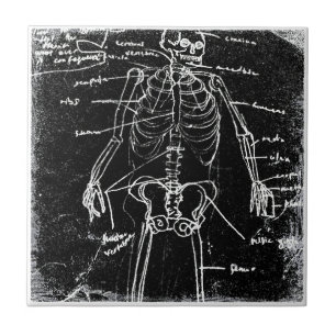Azulejo yaie tokyo esqueleto humano anatomía