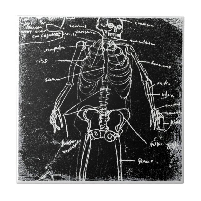 Azulejo yaie tokyo esqueleto humano anatomía (Frente)
