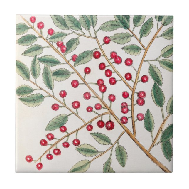 Azulejo Yapon Holly Berries, arte natural de la época de C (Frente)