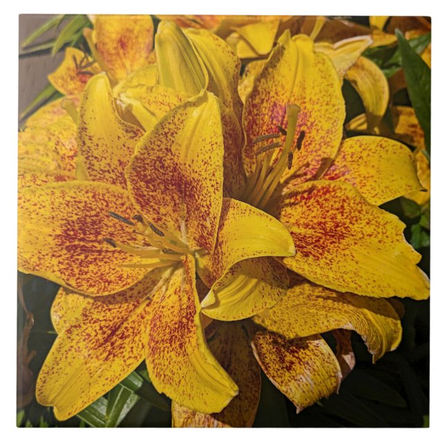 Azulejo Yellow Astiatic Lily Blooms Floral (Frente)