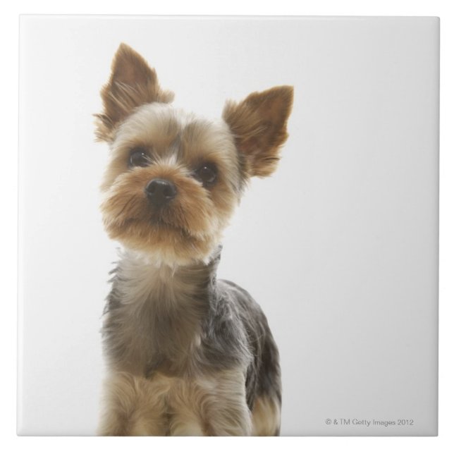 Azulejo Yorkshire Terrier (Frente)