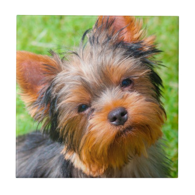 Azulejo Yorkshire Terrier mirando hacia arriba (Frente)