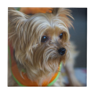 Azulejo Yorkshire Terrier rubio