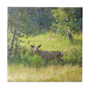 Azulejo Young Buck en Yosemite, California