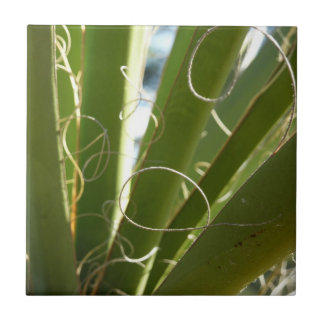 Azulejo Yucca deja fotografía verde de la naturaleza