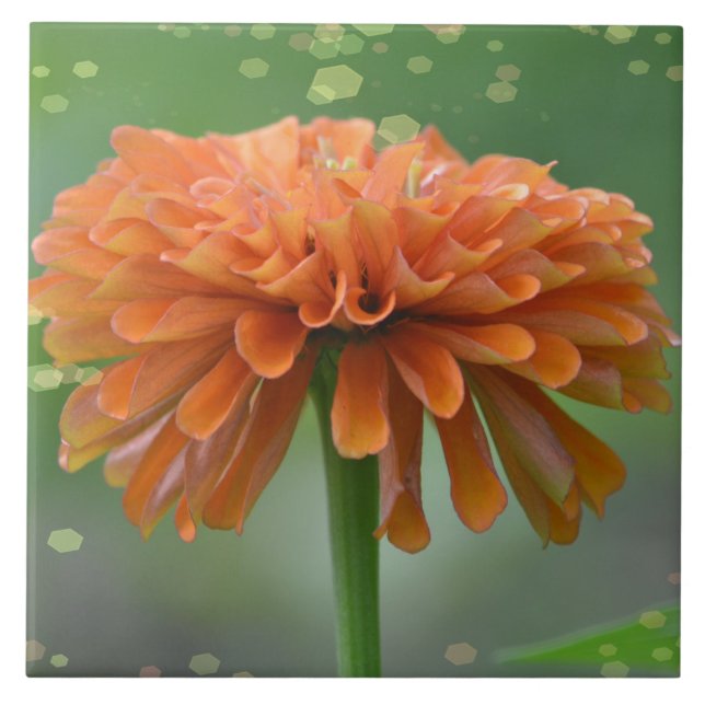 Azulejo Zazzled Zinnia Tile (Frente)