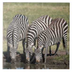 Azulejo Zebra En El Entorno Natural Africano Tile Cerámico