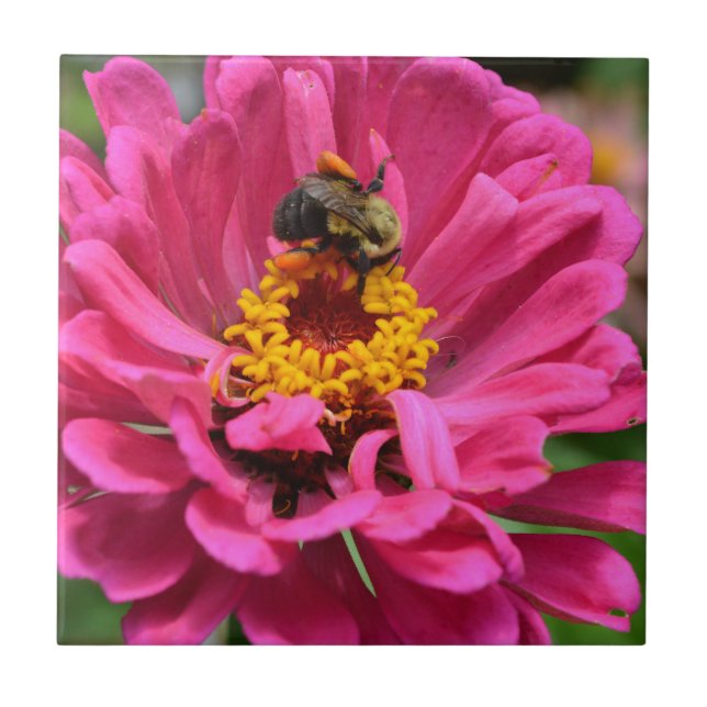 Azulejo Zinnia rosa y abeja de burbujas (Frente)