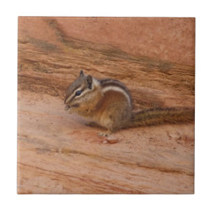 Azulejo Zion Chipmunk sobre las rocas rojas