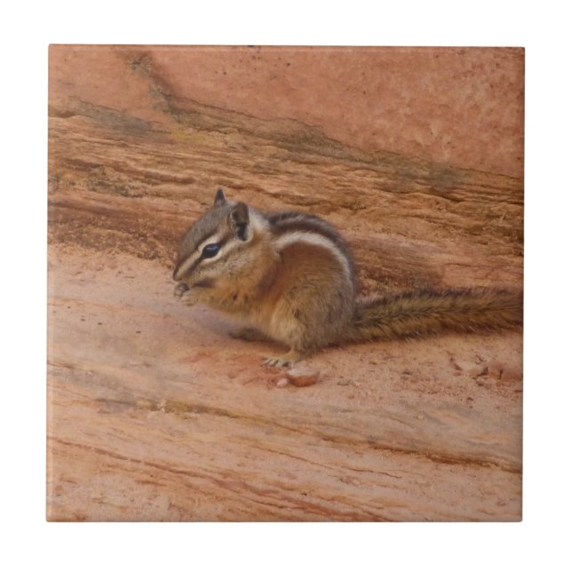 Azulejo Zion Chipmunk sobre las rocas rojas (Frente)