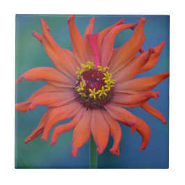 Azulejo Zippy Zinnia Tile
