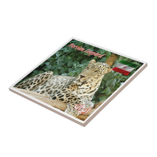 Azulejo zIR006 LEOPARD PERSA, Irán, Asia,