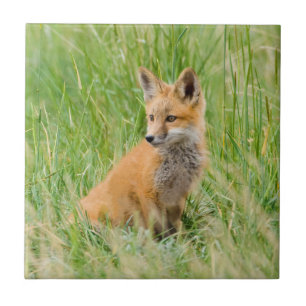 Azulejo Zorrito rojo en hierba cerca de la guarida