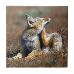 Azulejo Zorro Gris Joven en el Parque Nacional Torres Del