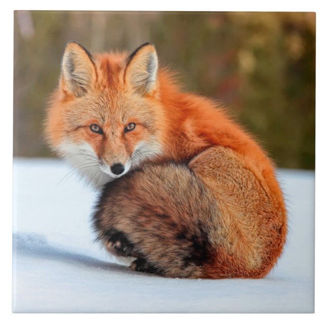 Azulejo Zorro Rojo En Nieve | Yukon (Frente)