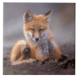 Azulejo zorro rojo, Vulpes vulpes, cachorro rascándose,