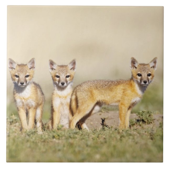Azulejo Zorro veloz (Vulpes macrotis) joven en madriguera, (Frente)
