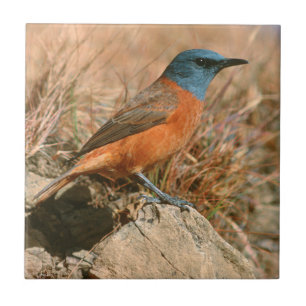 Azulejo Zorzal de roca hembra (Monticola Rupestris)