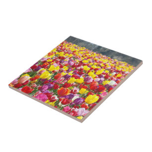 Azulejos Arte Placa Caliente Regalos de Tulipanes