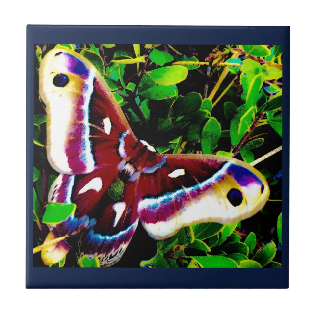 Azulejos azul mariposa (Frente)