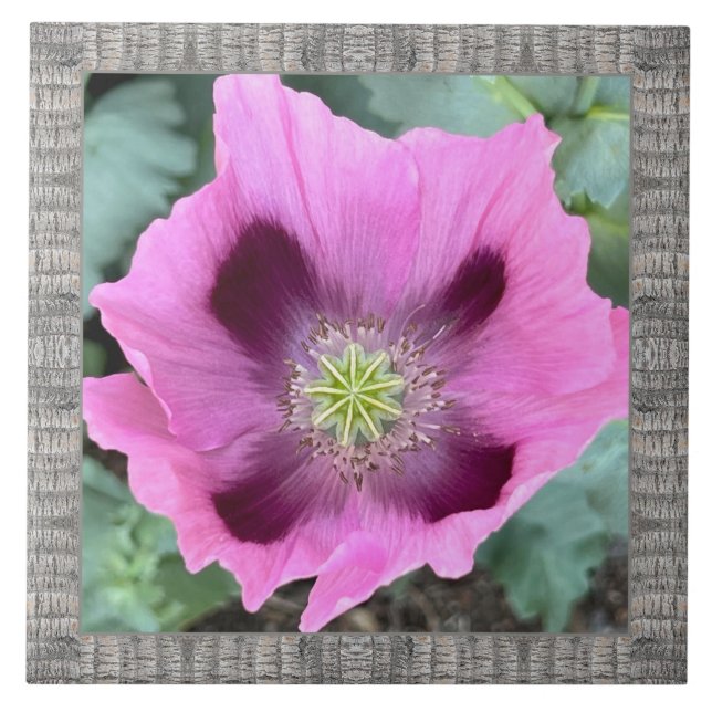 Azulejos cerámicos de 6"x 6" con adormidera rosa m (Frente)