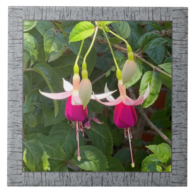 Azulejos cerámicos de 6"x 6" con asombrosa Fuchsia (Frente)